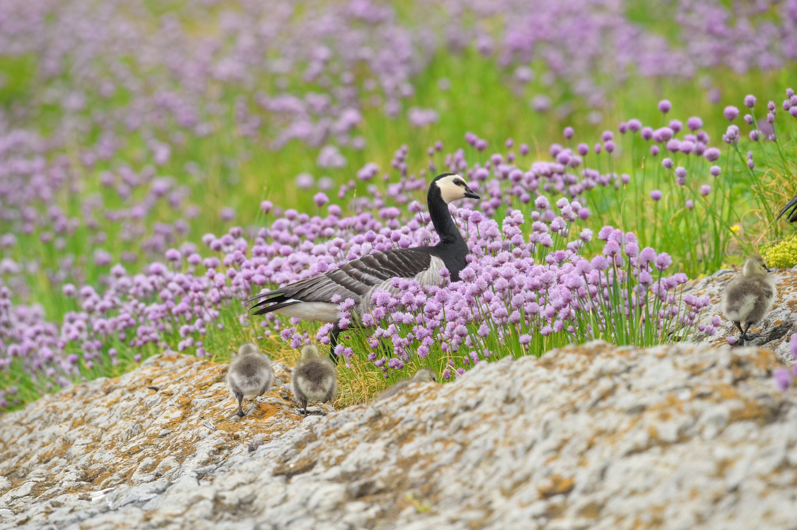 Hvitkinngås (Branta leucopsis)