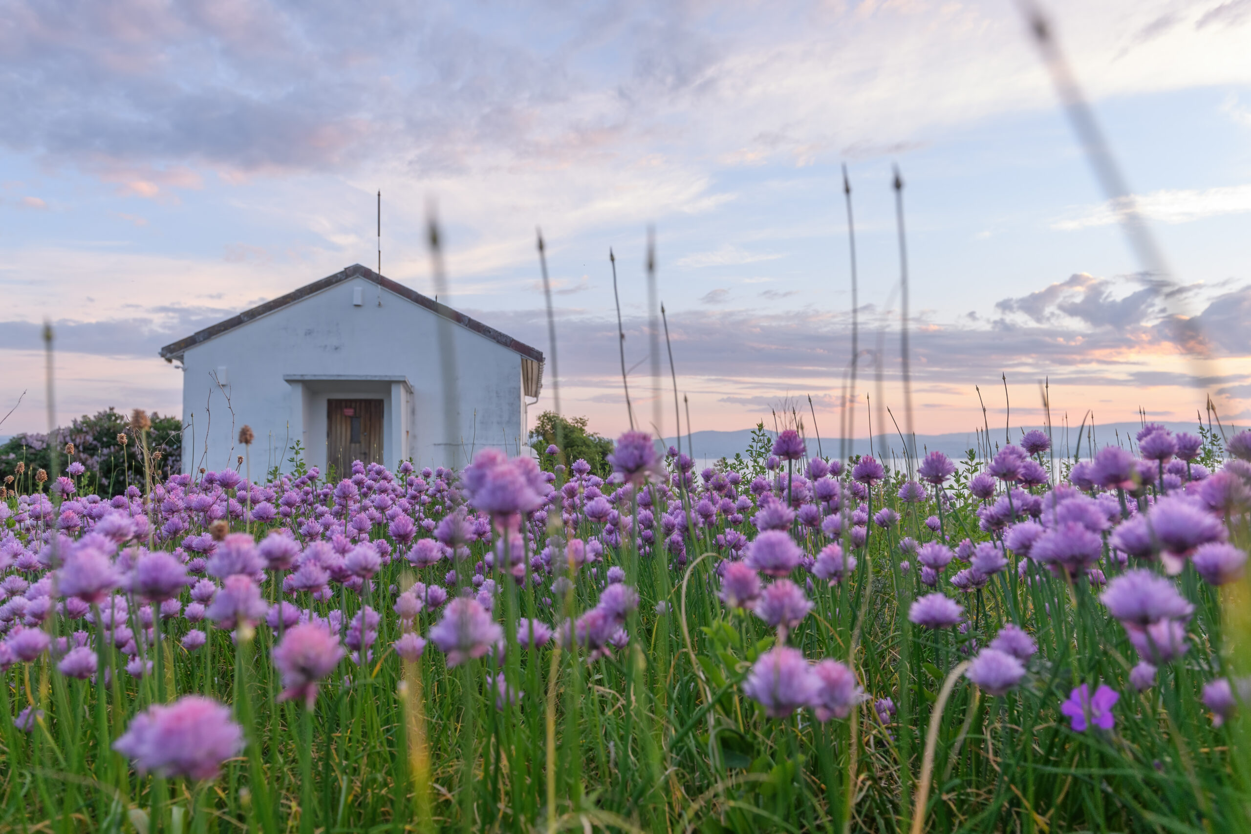 Gressløk (Allium schoenoprasum)