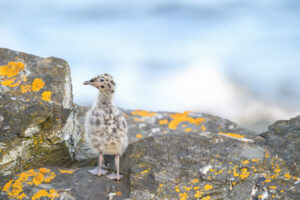 Fiskemåke – Mew gull (Larus canus)