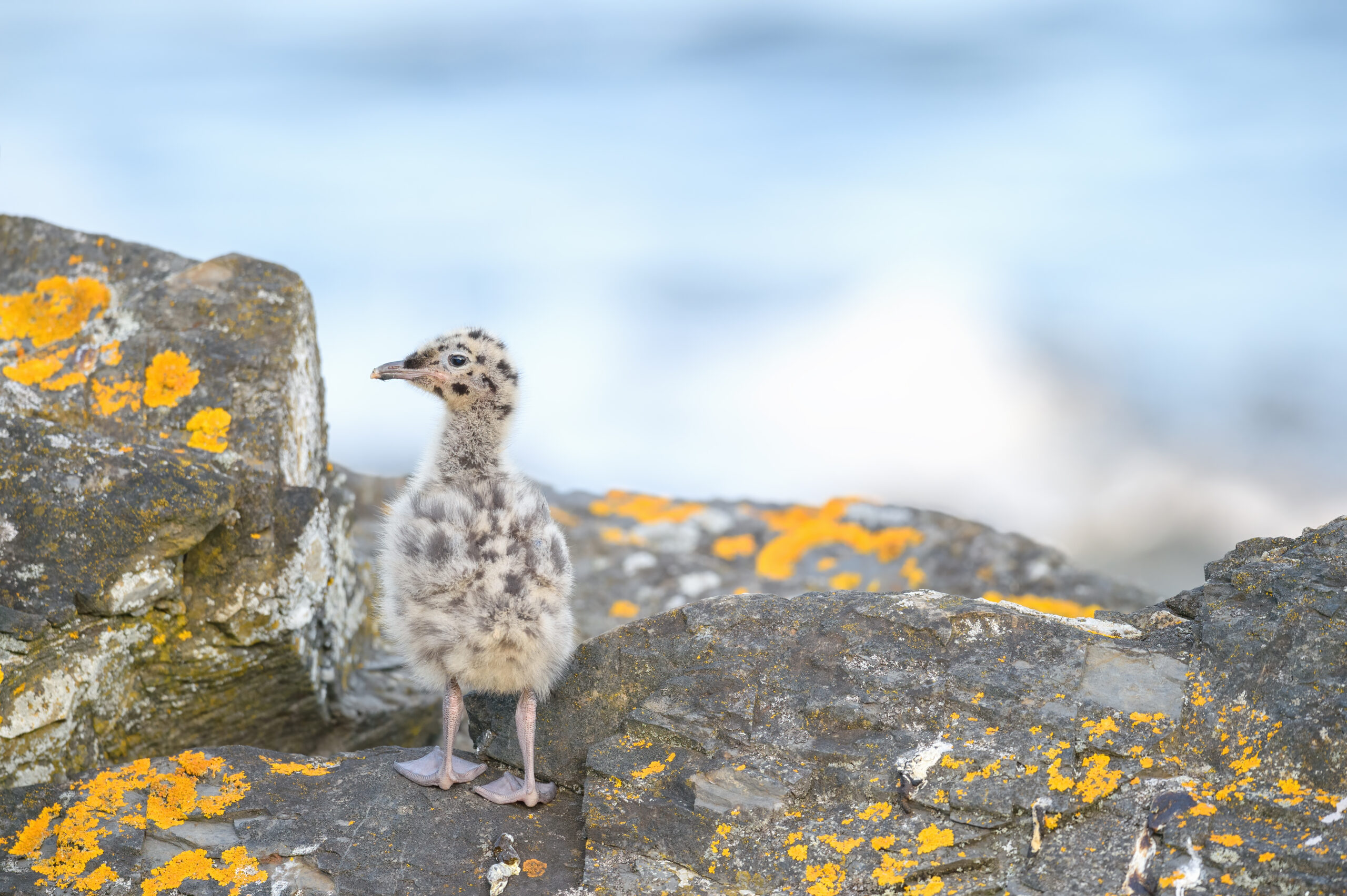 Fiskemåke – Mew gull (Larus canus)