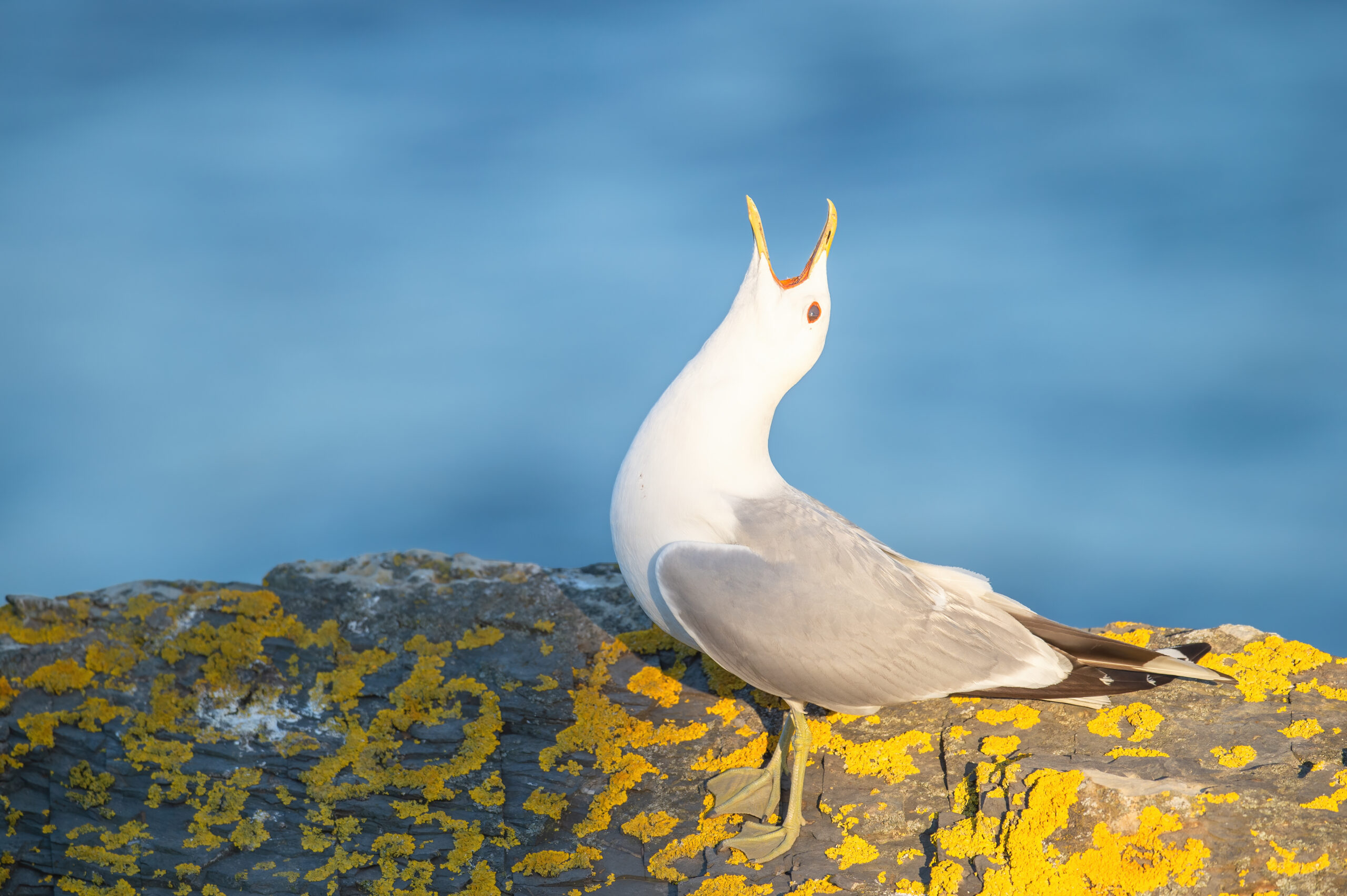 Fiskemåke – Mew gull (Larus canus)