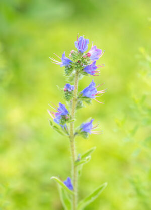 Ormehode (Echium vulgare)