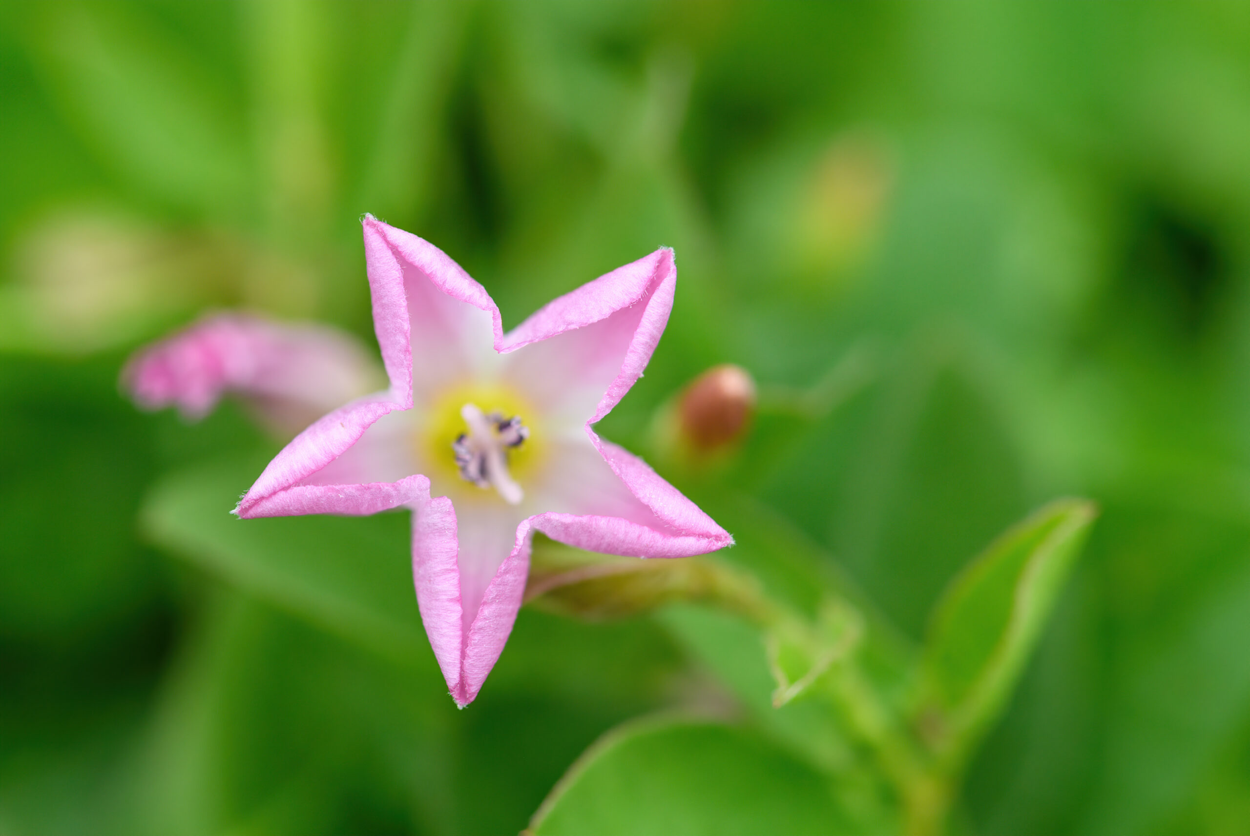 Åkervindel (Convolvulus arvensis)